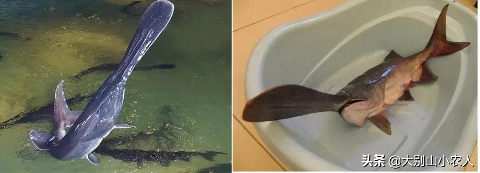 多地捕获！既是保护又是入侵鱼种，烫手的“长嘴怪鱼”如何处理？