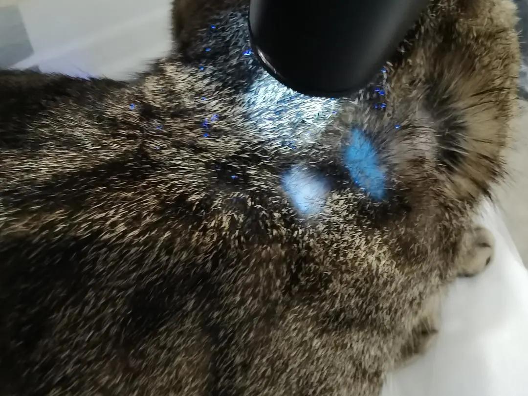 猫狗必备的药,收藏必备药品