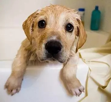 狗狗不爱干净经常洗澡怎么办,狗狗不爱洗澡怎么办