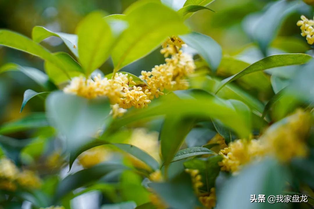 在盘龙的桂花香里，亲吻这个秋天|黑龙潭公园美图大赏