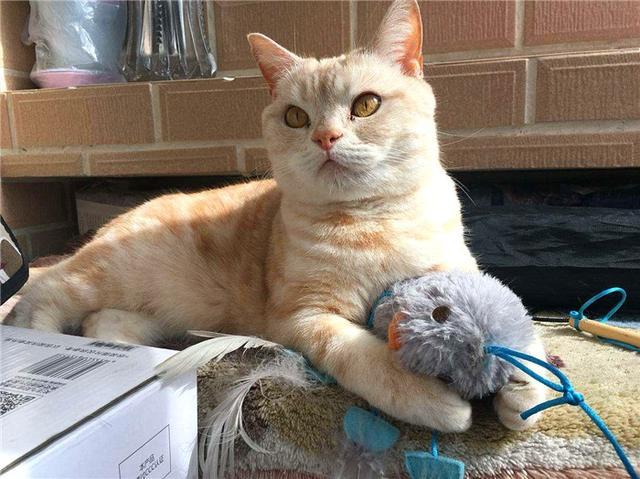 猫咪晚上看不见主人吗,猫咪夜晚看不见能找到吃的吗