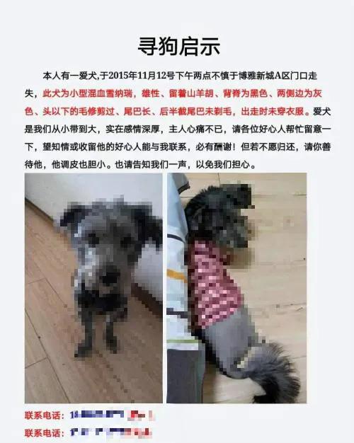 狗狗走丢了可以报警吗,狗狗走丢了会自己回来吗