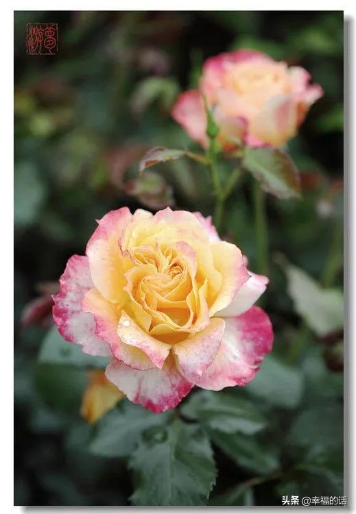 中国十大名花图片及花语,山茶花是中国十大名花吗