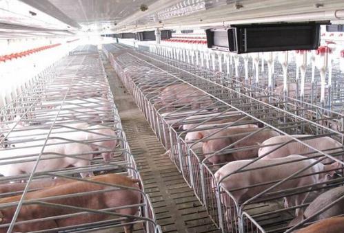 密封式猪舍臭气怎么消除,猪舍臭气