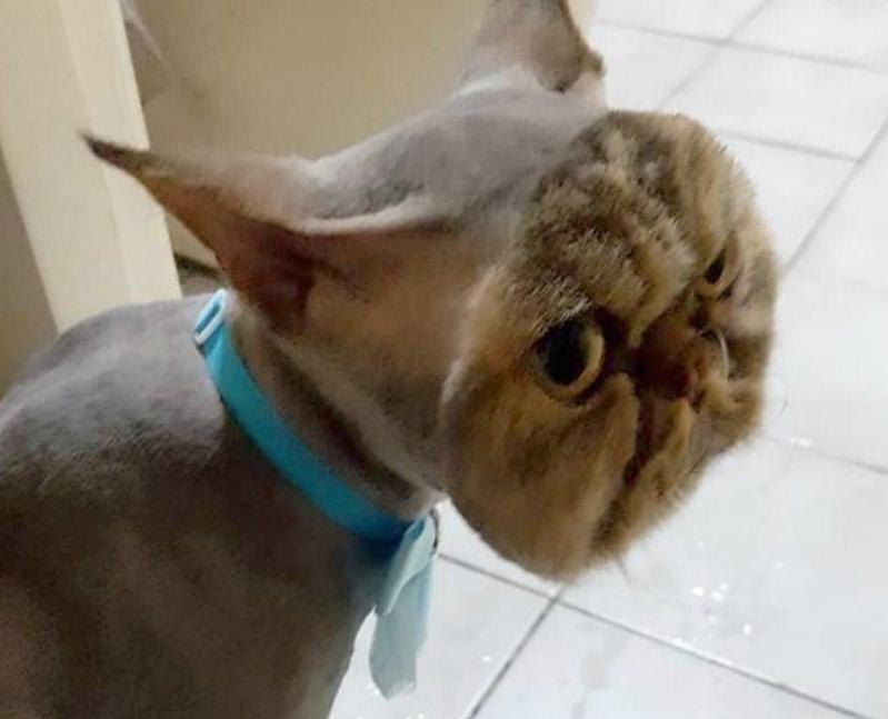 小猫咪到底能有多体贴,你见过这么拽的小猫咪吗