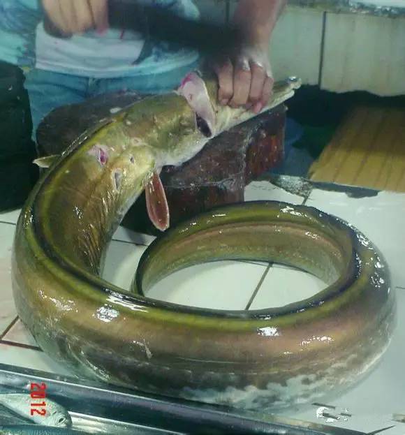 海鲜大全,最全海鲜冷知识