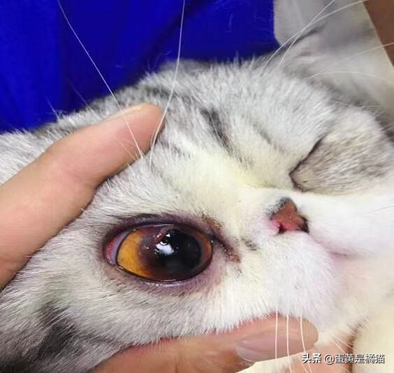 猫咪眼睛发炎的症状用什么眼药水,猫咪眼睛疾病的症状