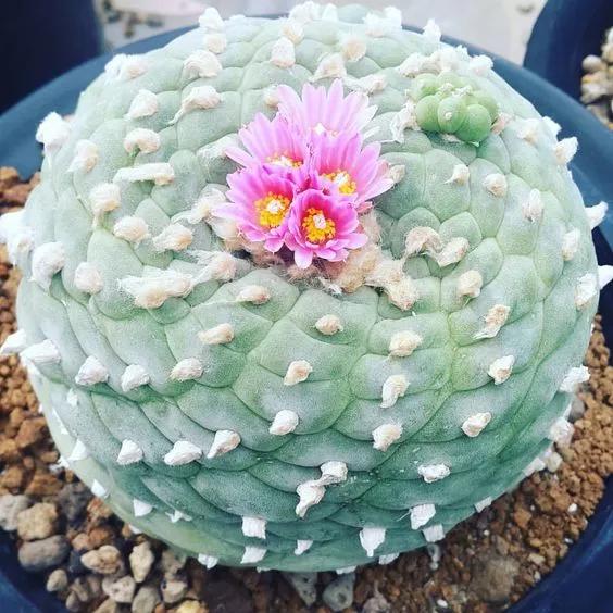 世界上最高贵最漂亮的花,世界上最名贵的花