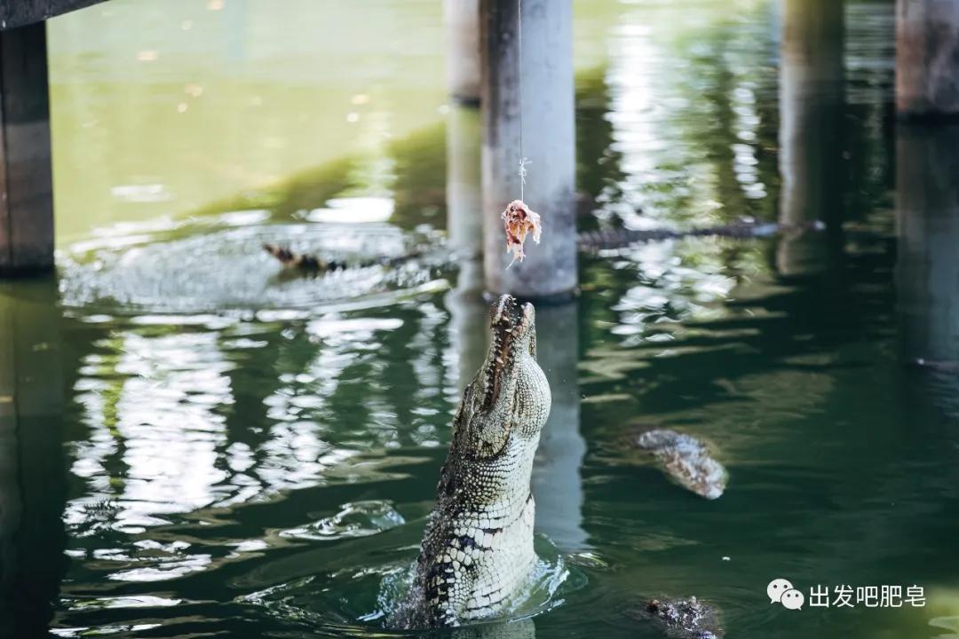 长隆飞鸟乐园长隆熊猫酒店怎么选,周一长隆野生动物园游玩攻略
