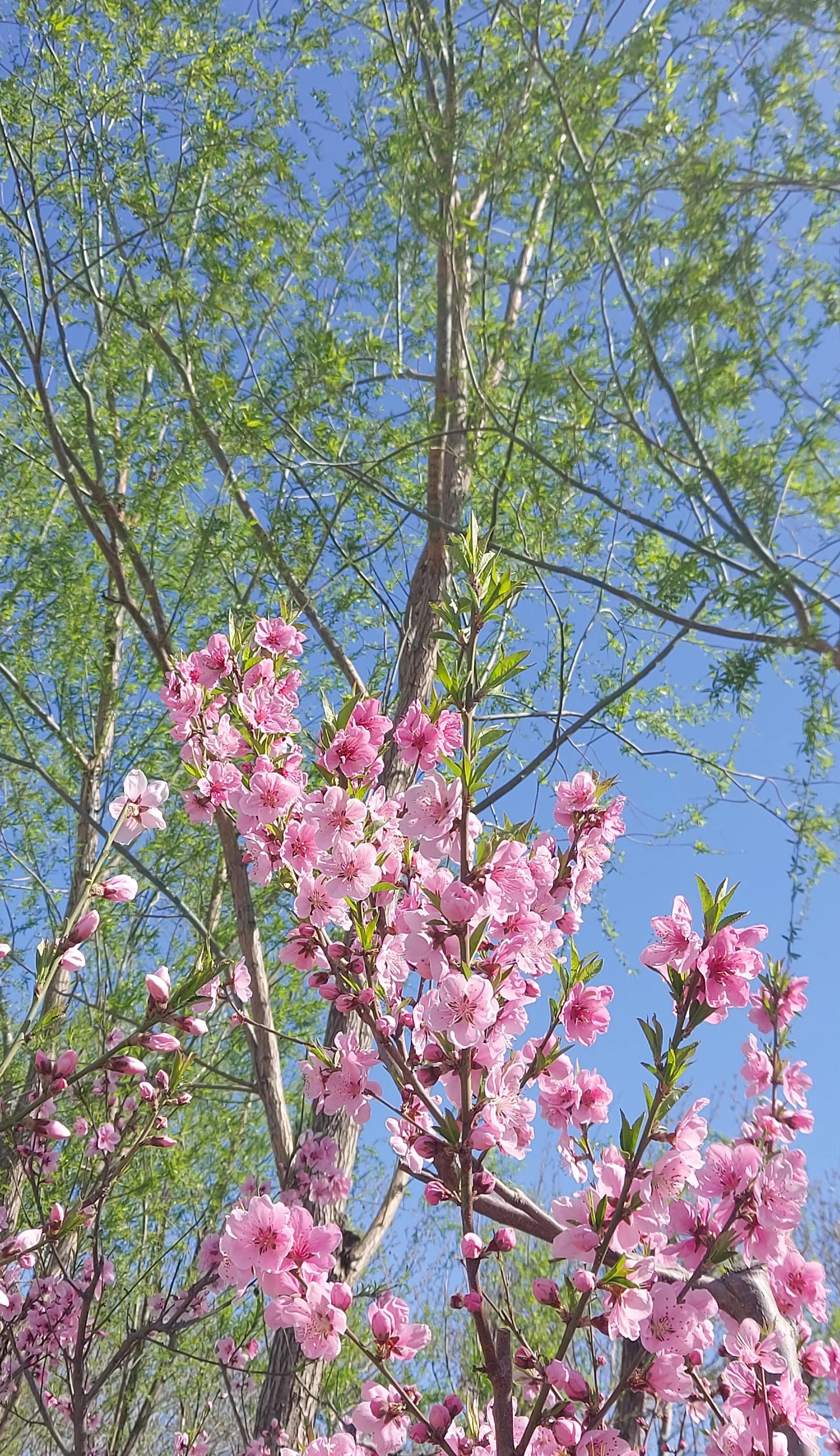 散文诗欣赏:碧砌红轩又清明，草长莺飞已春仲