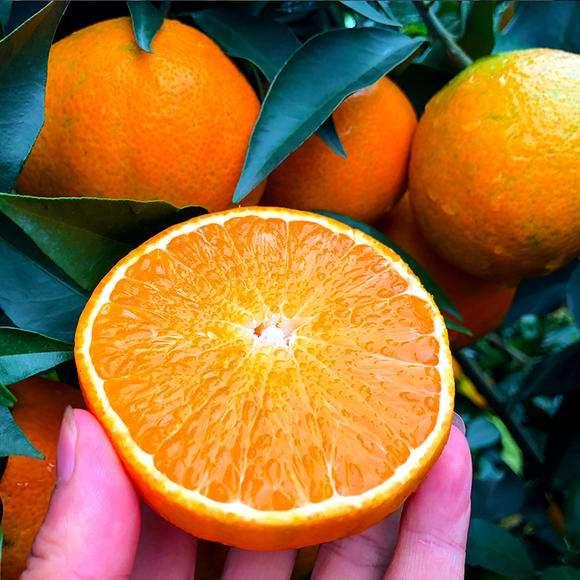 端午节最好的三种水果,端午节来了好吃的水果都上市了