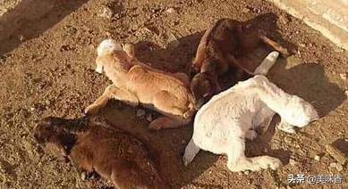 羔羊瘫软病怎样治疗,预防治疗羔羊软瘫病方法