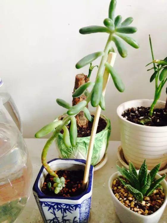 不易徒长易上色的阳台多肉,容易徒长的多肉有哪些