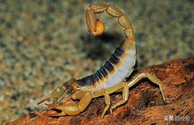 蝎子人工养殖的集中饲养方式,人工蝎子养殖前景怎么样