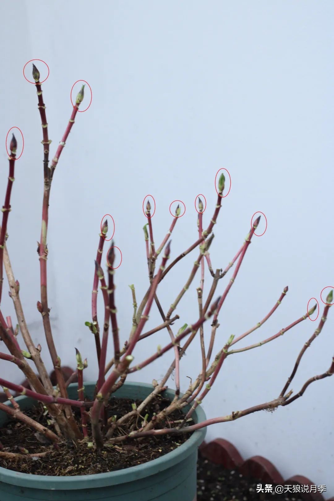 地栽绣球冬剪,两广地区绣球冬剪