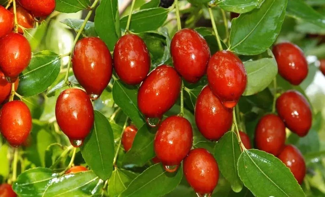 桓台、芝罘、上夼、郯城、莒县、单县...山东的这些地名你都会读吗？