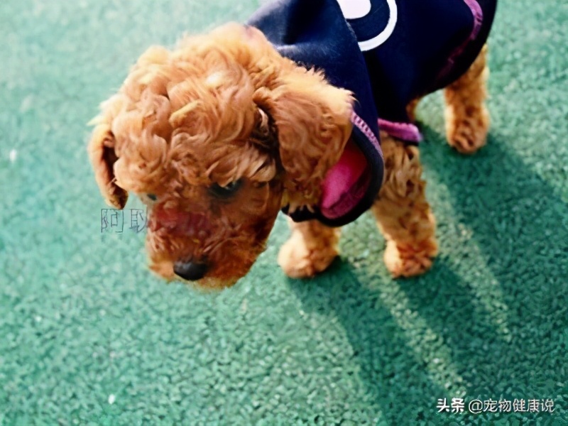 狗狗驱虫药怎么吃呢,狗狗吃驱虫药注意事项