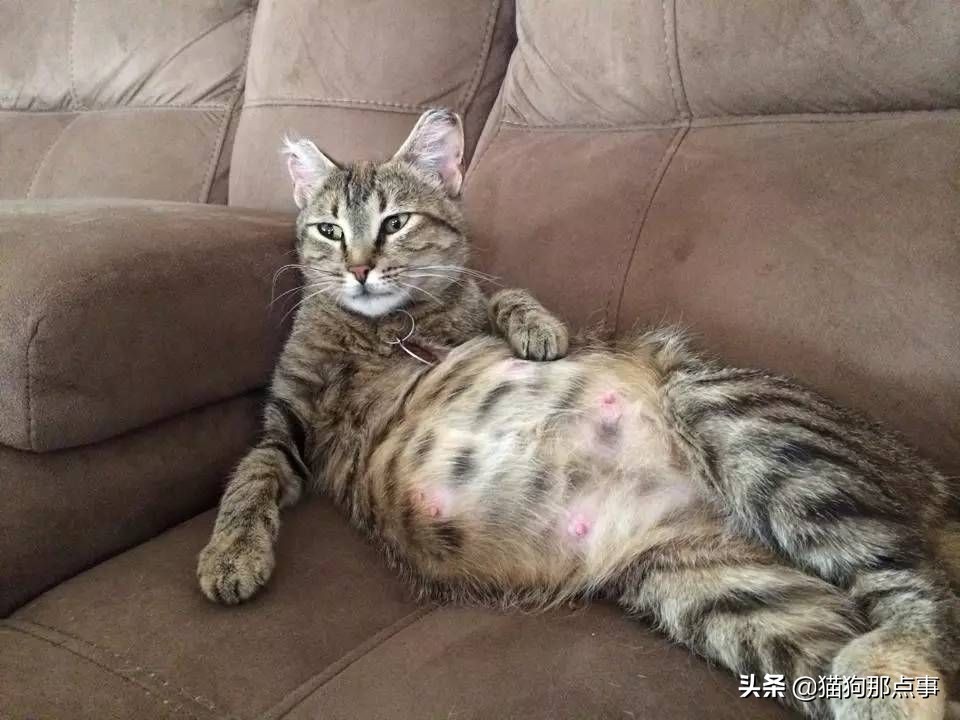 猫咪怀孕可以吃化毛球片吗,猫咪怀孕需要注意点什么