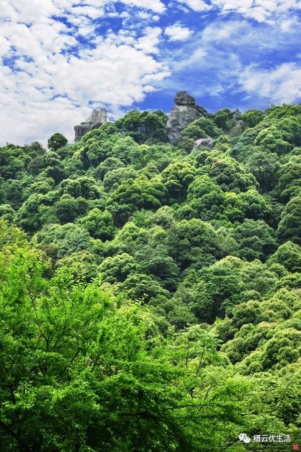 雅宅苦槠豆腐,雅宅苦槠腐