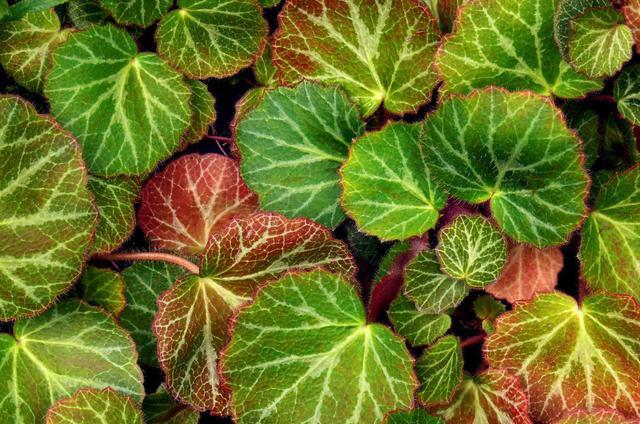 虎耳草植物怎么养护,四季都开花的虎耳草盆栽