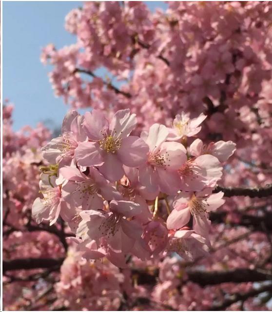 来到日本不能错过章鱼小丸子,来东京不能错过的地方