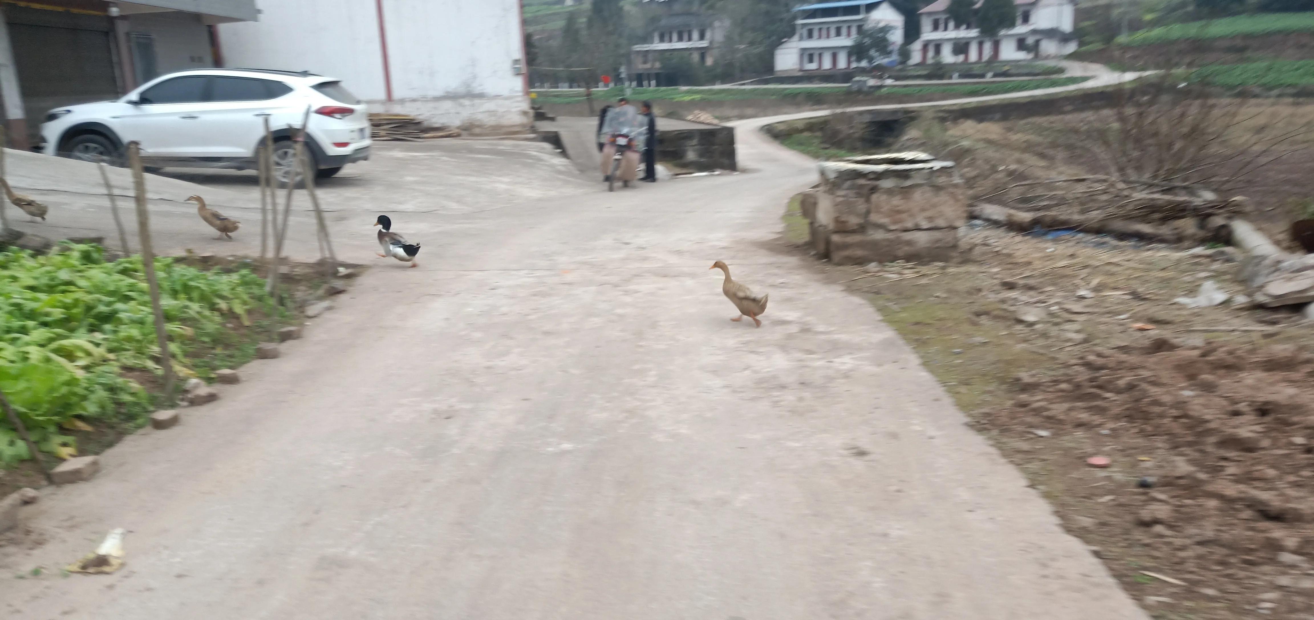 为了一只鸭子吵架,老丈人在桌上大骂女婿