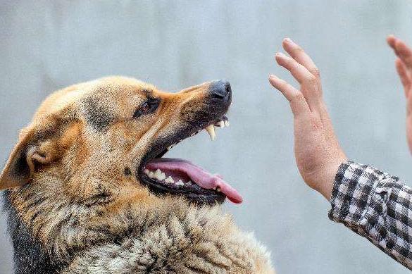 狗狗爱咬人该怎么办,狗狗开口咬人怎么训练不咬人
