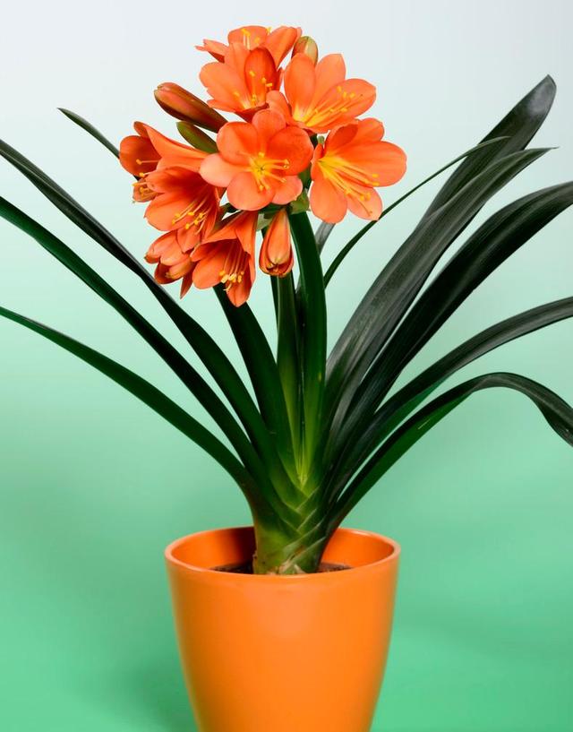 入夏君子兰小苗烂根如何处理,入夏君子兰如何换盆