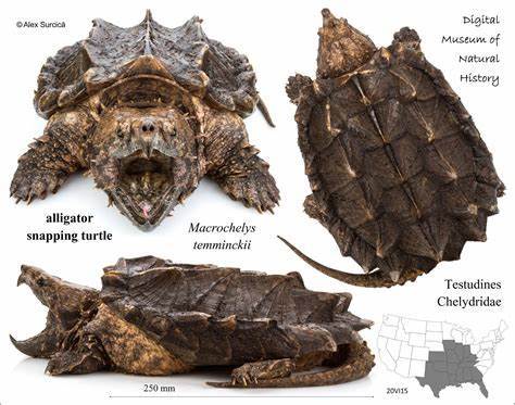 匠志萌宠乐园教学,匠志萌宠