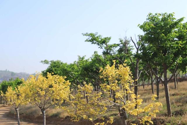 浠ユ按娑﹀煄,娑﹀煄娌抽亾娌荤悊宸ョ▼