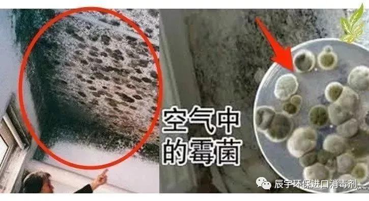 杀死霉菌最好的消毒剂是什么？