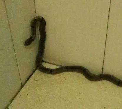 孩子一生下来就死了,托梦给妈妈说想喝蛇汤,妈妈想杀蛇时愣住了