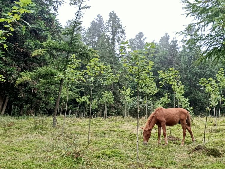 大美武隆仙女山,畅游重庆武隆区仙女山