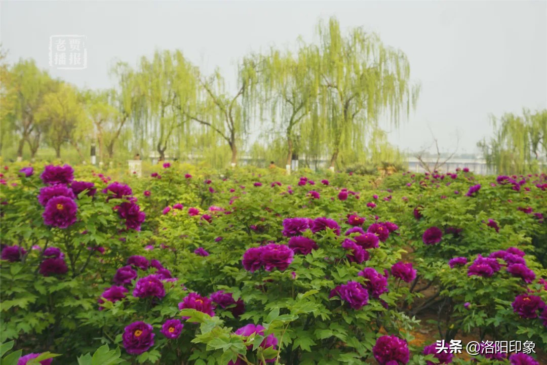 洛阳游玩资讯最新,洛阳旅游年票外地人可以办吗