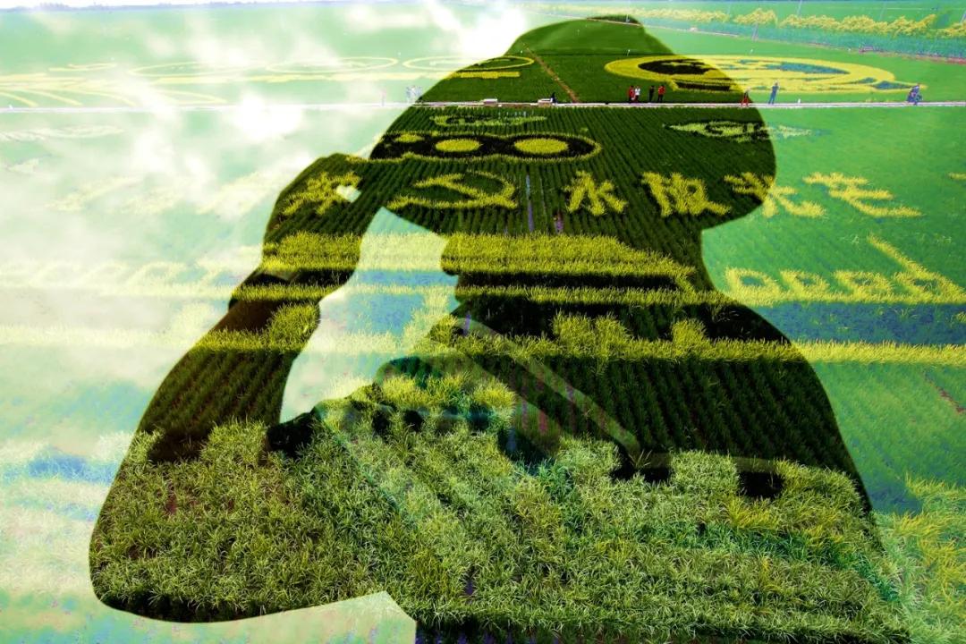 津门网金熙男：最美的稻田