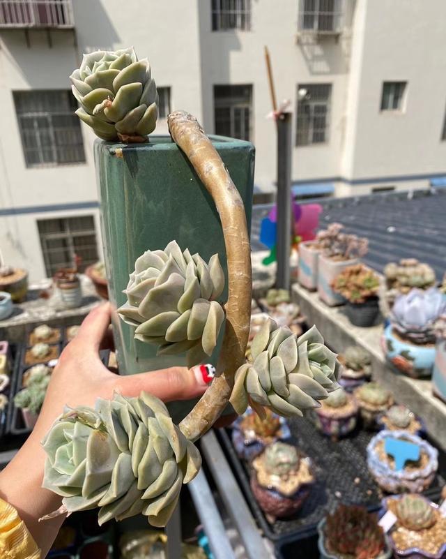 推荐几个玫瑰形的多肉植物,最像玫瑰花的8款多肉