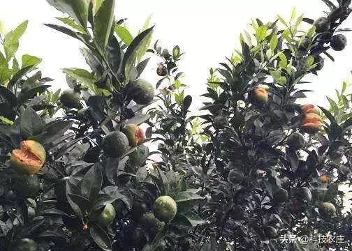 蜜桔减产成功了吗,蜜桔受灾损失多少