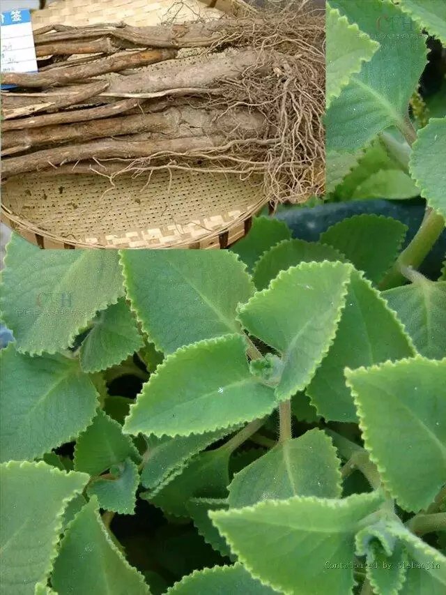 各种香料的属性与搭配,各种香料调料的配方共十八种