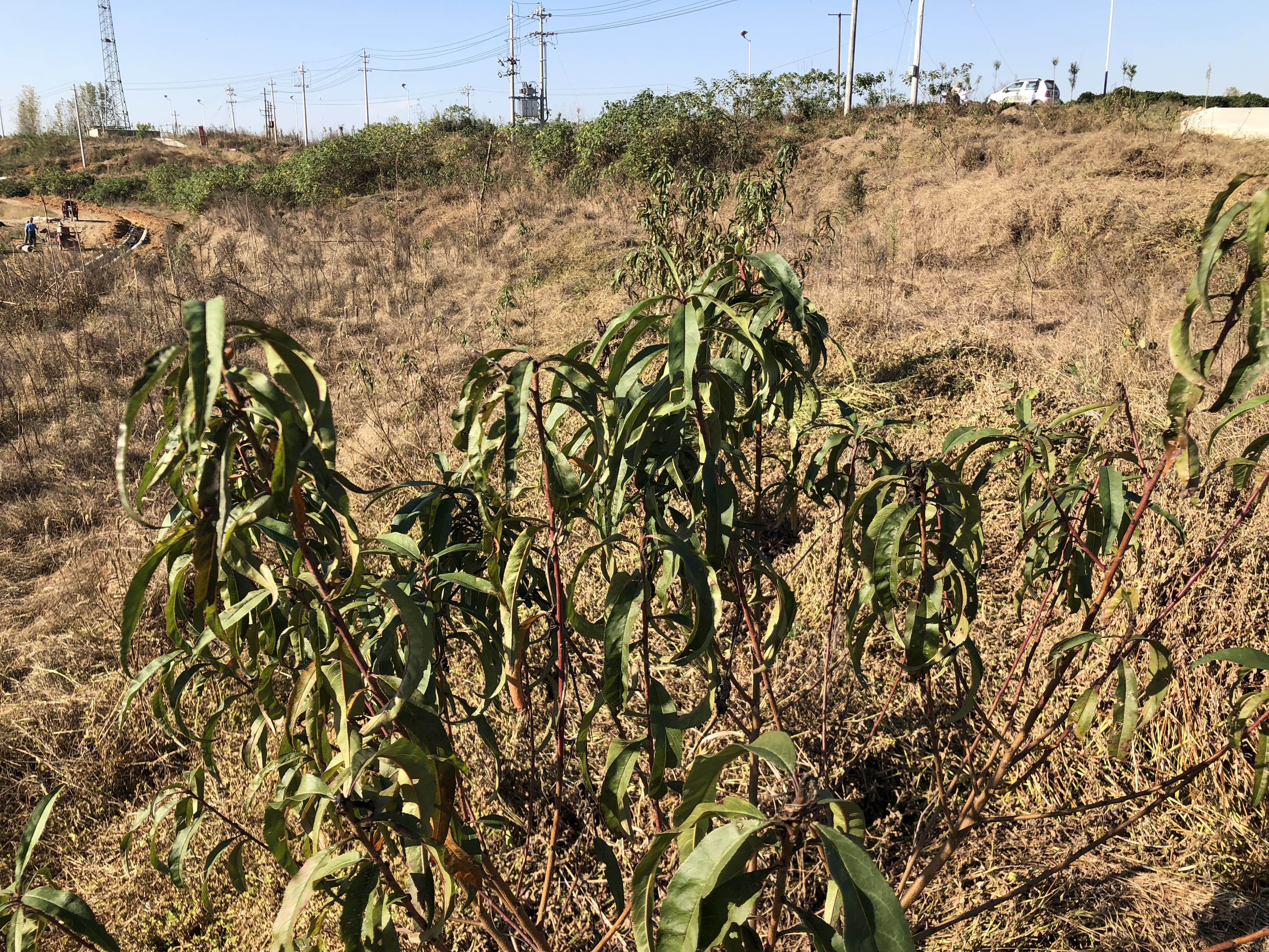 桃树怎么管理最好方法,桃树怎样修剪管理才能结果好