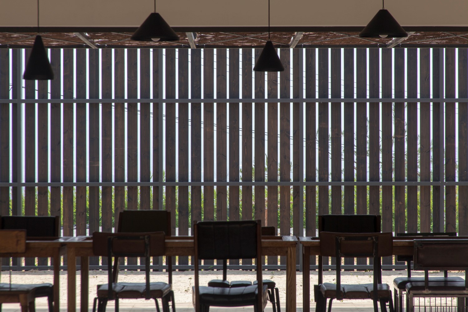 韩国蒲公英,韩国野生蒲公英的种植