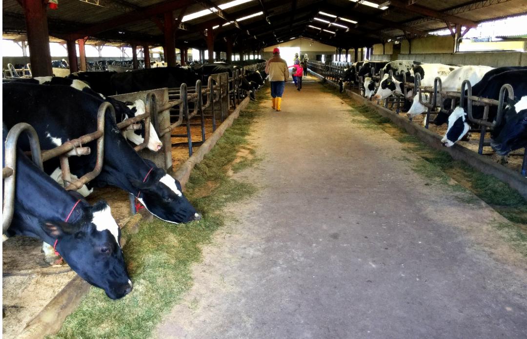 牛奶变质有黄曲霉毒素吗,怎么鉴别花生米有没有黄曲霉毒素