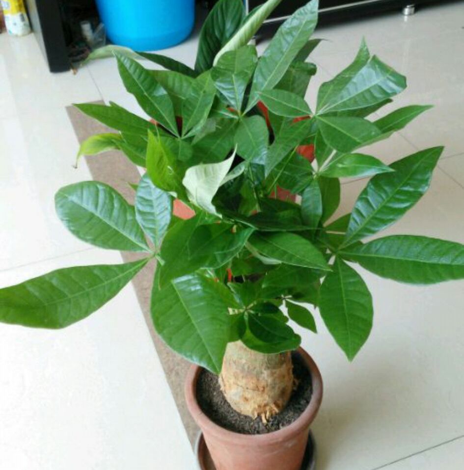 养的发财树黄叶特别多怎么办,发财树叶子发黄下垂发软怎么处理