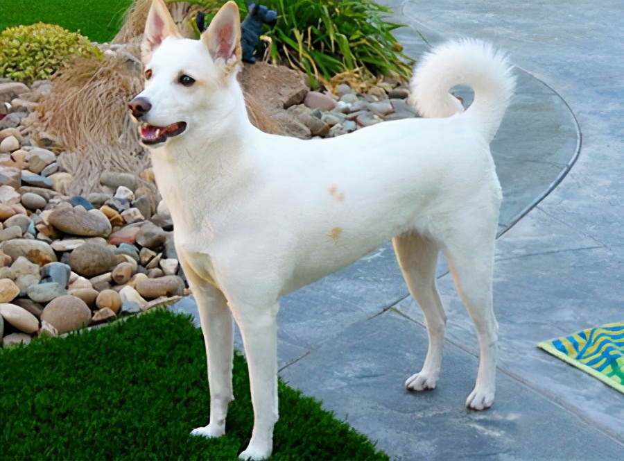 狗里面最臭的狗是什么狗,世界上最臭的十大动物