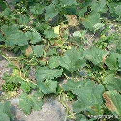 2021年温室大棚甜瓜种植技术,最好的大棚甜瓜种植方法