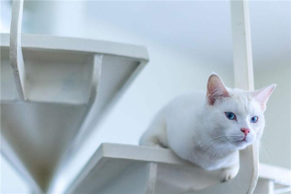 安哥拉猫适合吃什么猫粮,幼年波斯猫吃什么猫粮