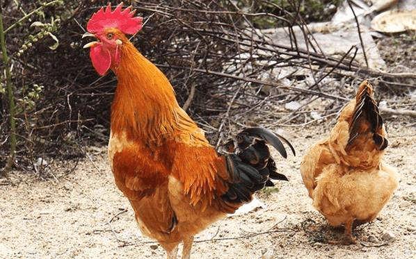 农村老规矩：“母鸡学公鸡叫，立刻要杀掉”，为什么要这么做？