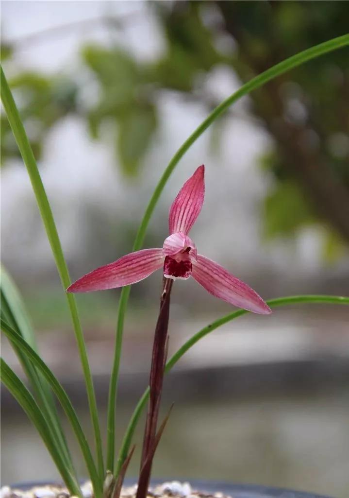 云南玉溪春兰,云南玉溪的春兰品种有哪些