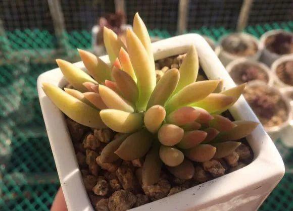 烂根的多肉可以用什么药,烂根的植物要挖出来吹干么