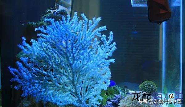 看完别笑,都陪我哭!新人下海开缸的血泪史