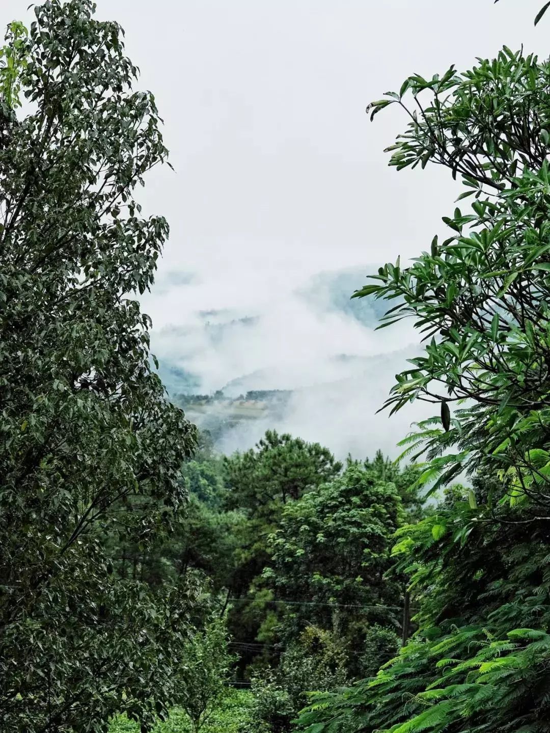 十里春风，不如一盏春茶